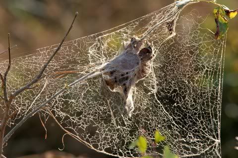 social spiders' nest bg 160209
