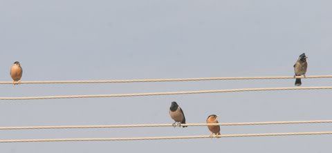 brahminy starling rosy starling red vented bulblut turahalli 220209