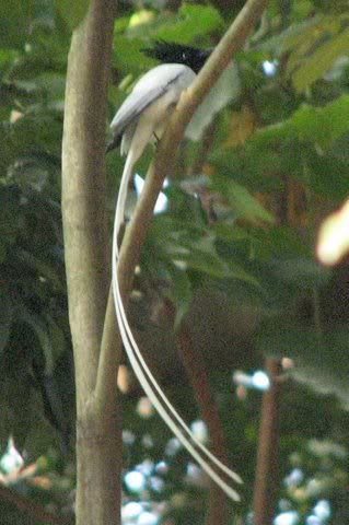 asian paradise flycatcher 251208
