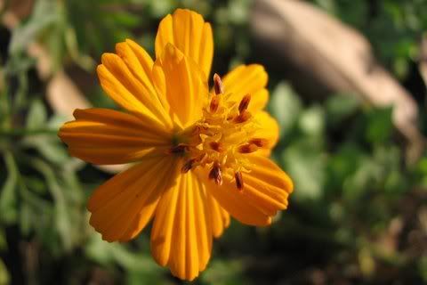 cosmos lalbagh 251208