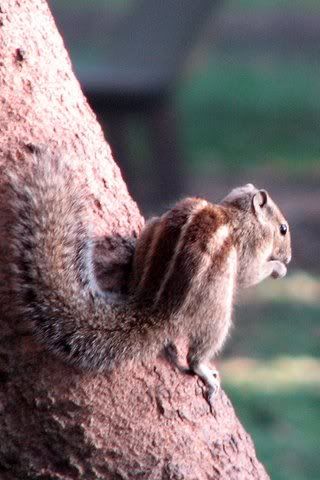 squirrrel lalbagh 251208