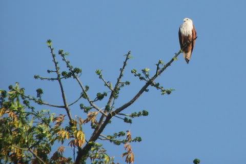 251208 brahminy kite lalbagh