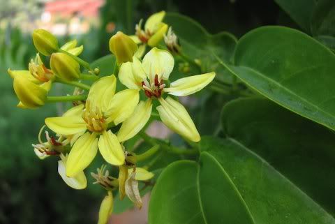 yellow flower lalbagh 251208