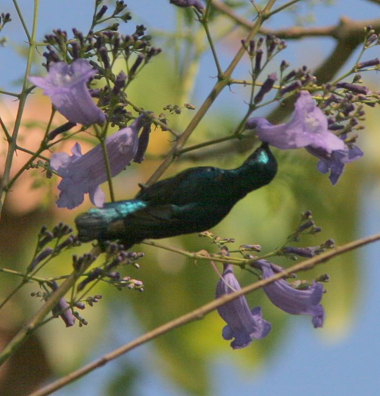 280209 purple sunbird on jacaranda blooms bg