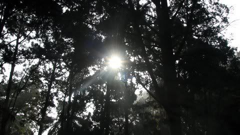 light in the juniper alley lalbagh 251208