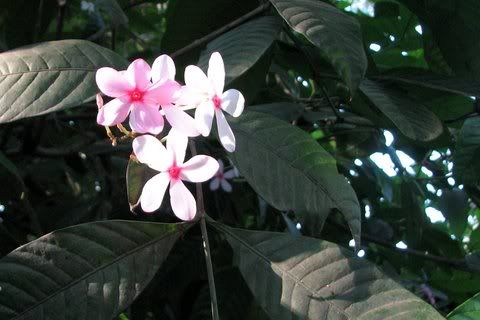 pinkwhite flower lalbagh 251208