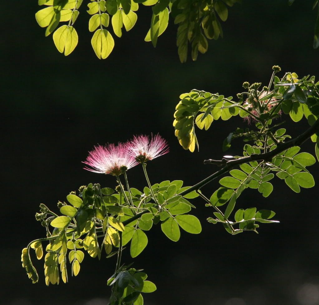 backlit rain tree flower bg 280209 photo IMG_5267.jpg