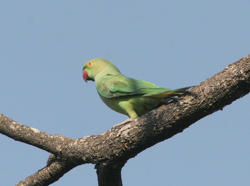 rose-ringed parakeet bg 280209