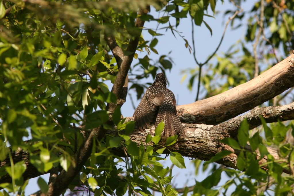 barbet koel drama 5 lame wing behaviour bg 280209 photo IMG_5310.jpg