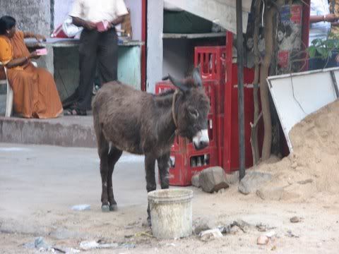 baby donkey mylapore