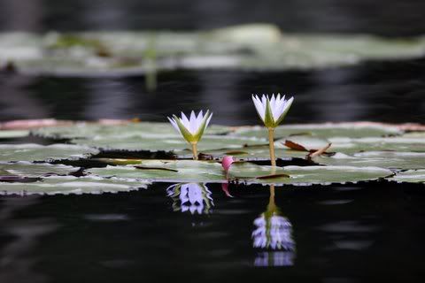 lilies in lake kodai