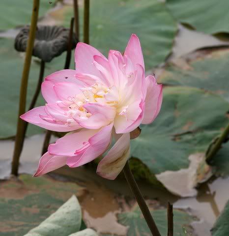 lotus mysore hight 070608 c and g