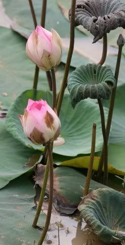 lotus buds blr mys hight 070608 c and g