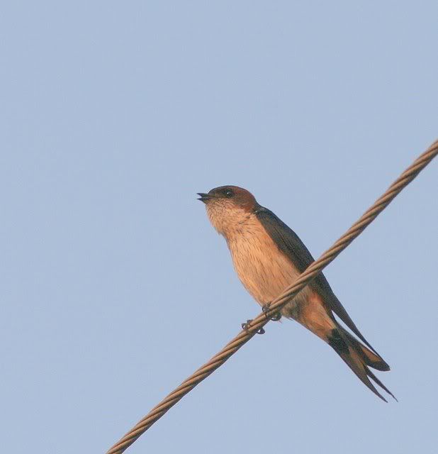 red-rumped swallow singing bg 070309