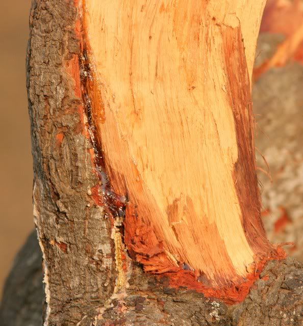 resin on tree bark bg 070309