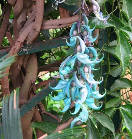 Philippine Jade Vine Lalbagh 080109