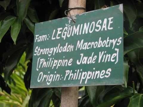 Philippine Jade Vine board 080109 Lalbagh