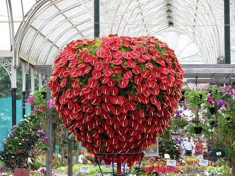 anthurium display glass house 130808