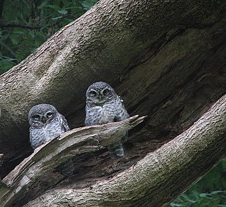 spotted owlets