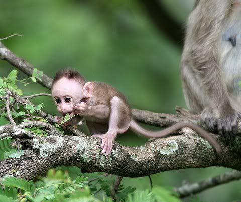 baby bonnet macaque namada chilume
