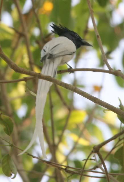 070309 male paradise flycatcher