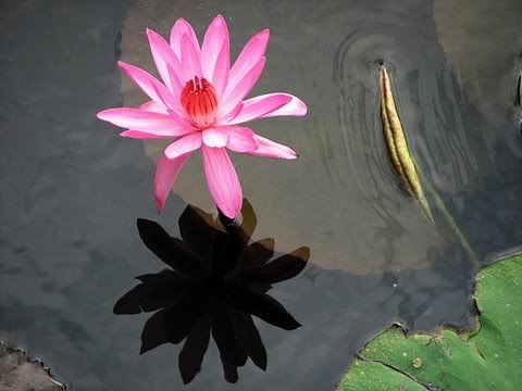 water lily 130808