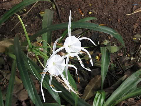 spider lilies