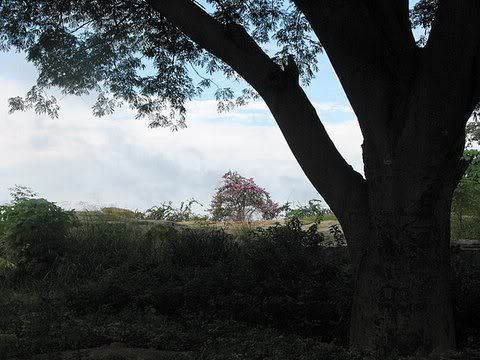 scenery with bouginvillea lalbagh