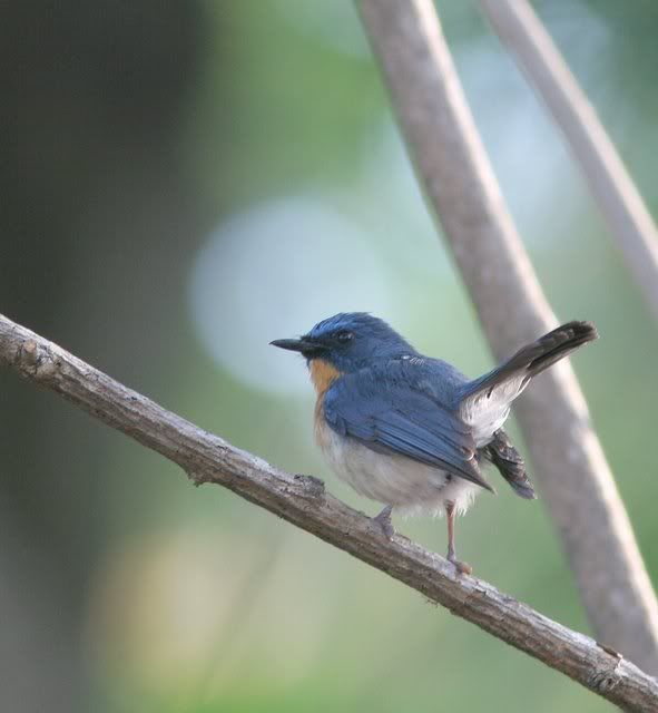 tickell's blue flycatcher bg 140309