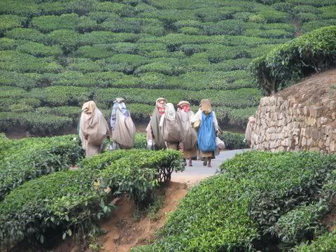 tea plantation workers valparai 110109