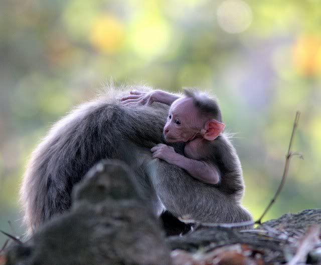 140309 baby macaque