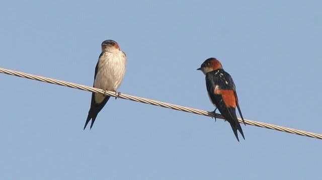 red-rumped swallow 140309 bg