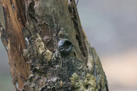 slug on tree trunk