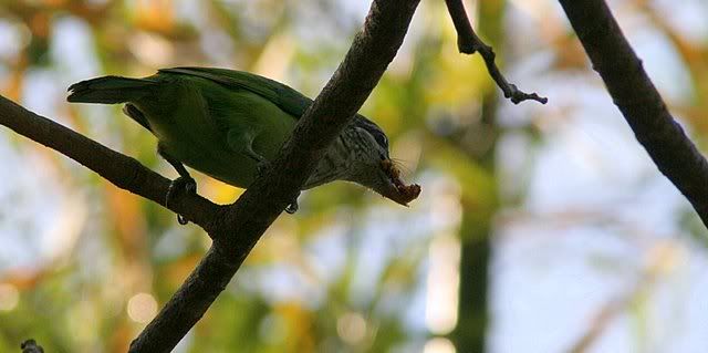 small green barbet with figs 140309 bg