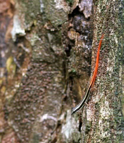 red-tailed skink (karthik: snake skink)