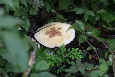 star mushroom?