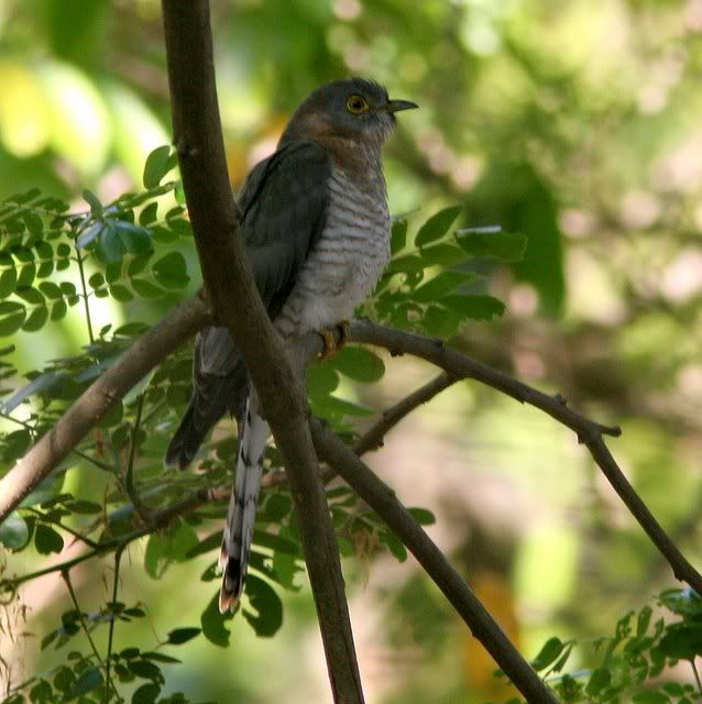common hawk cuckoo 140309 bg