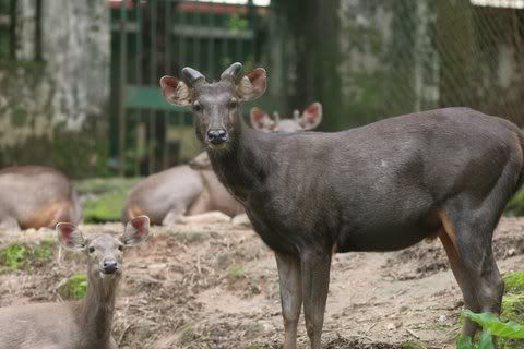 sambar deer at thattekad 170608