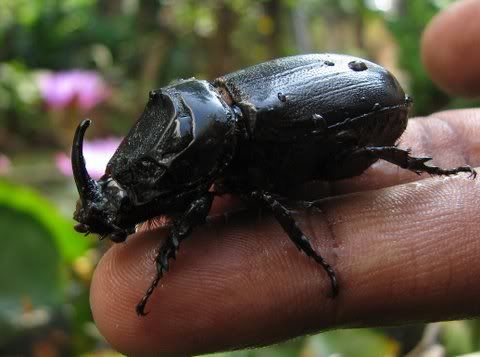 170109 rhino beetle bellary sanmart'shome