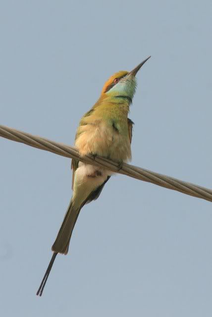 small green bee-eater r'halli pond 150309
