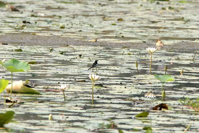 150309 wagtail walking on lily pads r'halli pond 150309