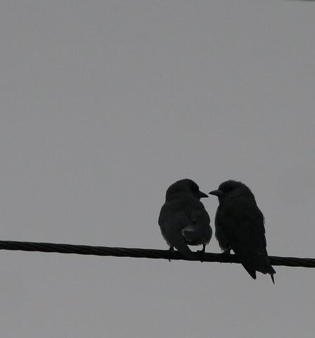 two ashy wood swallows together thattekad 170608