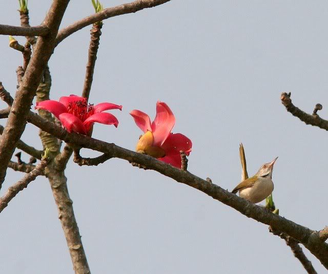 tailor bird silkcotton flower rhalli