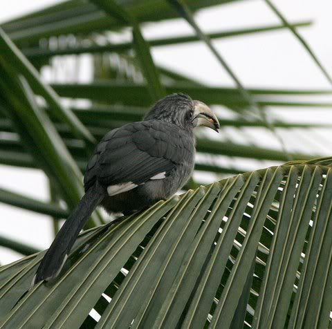 malabar grey hornbill with food