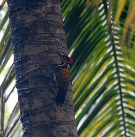 greater flameback woodpecker