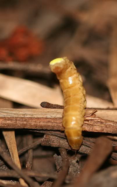 glow worm nanda park 180309