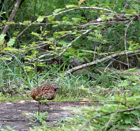 un id quail