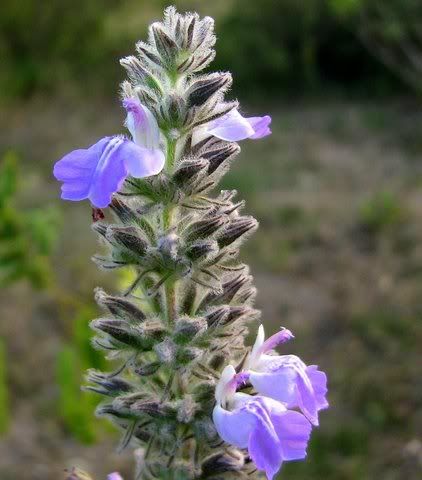 purple wildflower snapdragonish 170109