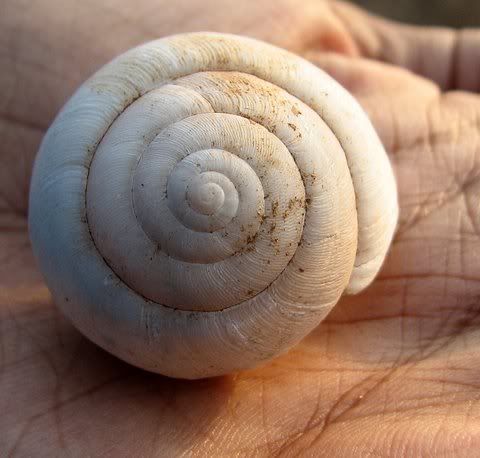 snail shell daroji 170109