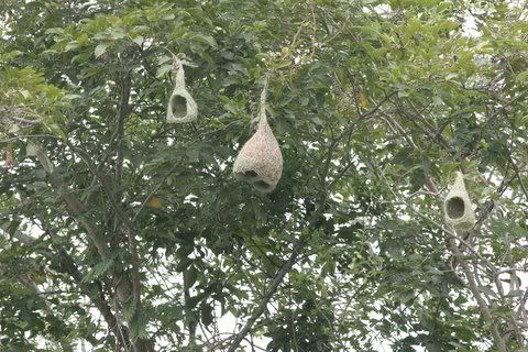 weaver birds' nests